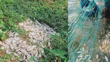 শত্রুতার বিষে পুকুরের ৩০ লাখ টাকার মাছ নিধন