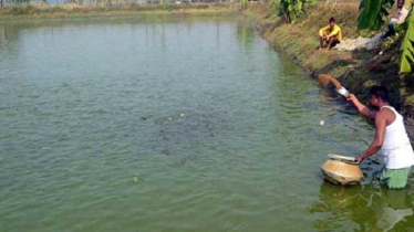 মাছের খাবার হিসেবে পোল্ট্রি লিটার ব্যবহার কতটুকু যৌক্তিক?