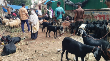 প্রাণিসম্পদ দপ্তরের উদ্যোগে হাড্ডিসার ছাগলে দারিদ্র্য বিমোচনের চে
