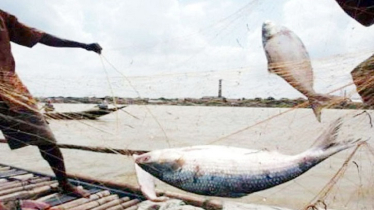 নিষেধাজ্ঞা ভেঙে ইলিশ শিকারের মহোৎসব, প্রকাশ্যে বিক্রি