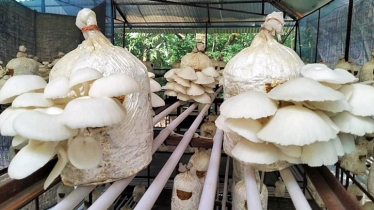 অসিত বসুর মাশরুম চাষ, মাসে বিক্রি ১০০ কেজি