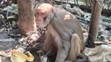 দলছুট বানরটি এখন নিরাপদ
