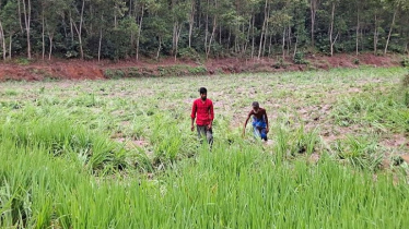 গারো পাহাড়ি এলাকায় বন্যহাতির আনাগোনা বেড়েছে, উদ্বেগে কৃষক