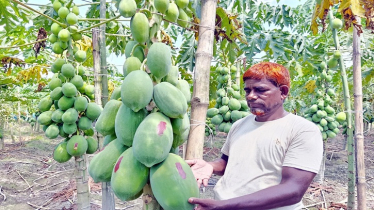 আলুর খেতে উচ্চ ফলনশীল পেঁপে চাষ করে বাজিমাত