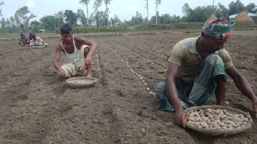 নীলফামারীতে লাভের আশায় আগাম আলু চাষে ব্যস্ত কৃষক