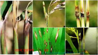 আবহাওয়ার বৈরিতায় ধানে ব্লাস্ট সংক্রমণের ঝুঁকি ফলন নিয়ে শঙ্কা আবহাওয়ার বৈরিতায় ধানে ব্লাস্ট সংক্রমণের ঝুঁকি ফলন নিয়ে শঙ্কা
