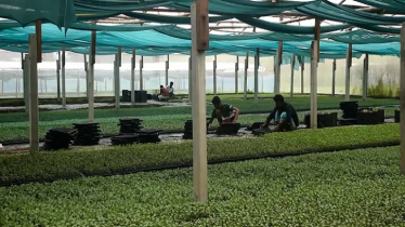 ইউটিউব দেখে পলিশেড হাউজে চারা উৎপাদনে সাফল্য তরুণ উদ্যোক্তার