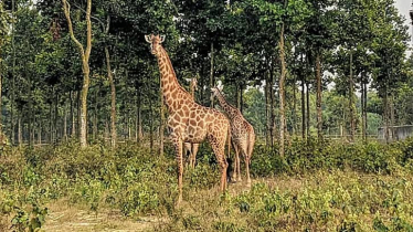 মারা গেল গাজীপুর সাফারি পার্কের শেষ জিরাফটি মারা গেল গাজীপুর সাফারি পার্কের শেষ জিরাফটি