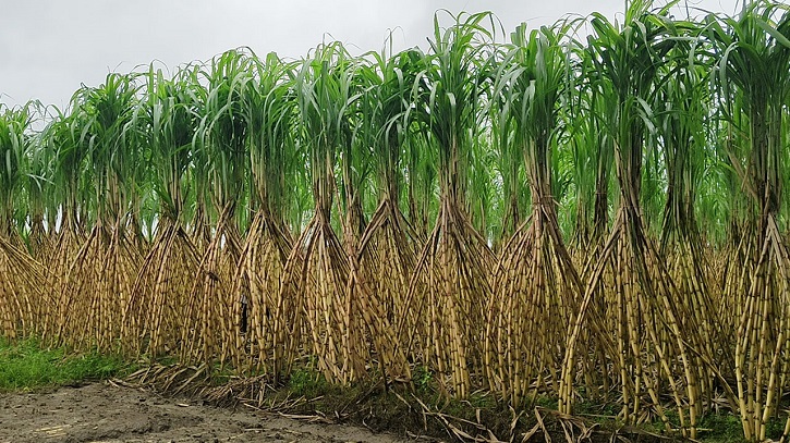 আখ ক্ষেতে সাথি ফসল দ্বিগুণ লাভে হাসছে চাষি আখ ক্ষেতে সাথি ফসল দ্বিগুণ লাভে হাসছে চাষি