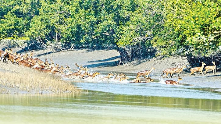 সুন্দরবনে বিদেশি পর্যটক বাড়াতে মাস্টারপ্ল্যান প্রণয়ন সুন্দরবনে বিদেশি পর্যটক বাড়াতে মাস্টারপ্ল্যান প্রণয়ন