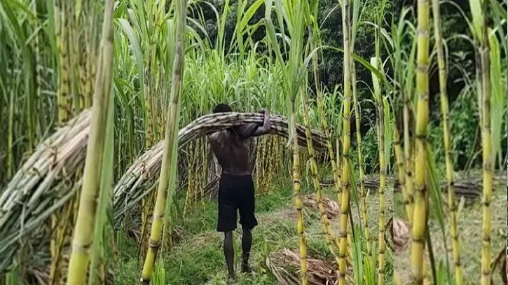 যশোরে আখের বাম্পার ফলন; দাম ভালো পেয়ে খুশি চাষিরা যশোরে আখের বাম্পার ফলন; দাম ভালো পেয়ে খুশি চাষিরা