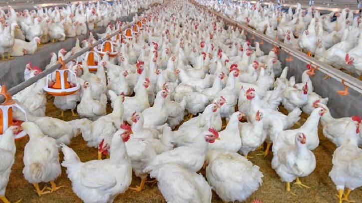 Strategies to Boost Broiler Chicken Growth in Farms Strategies to Boost Broiler Chicken Growth in Farms