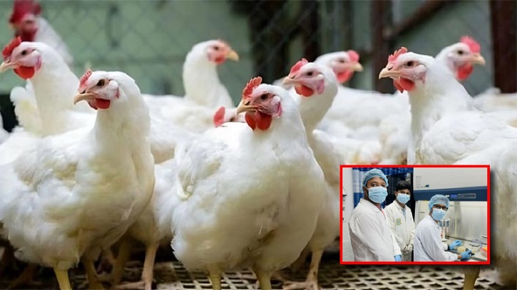 New, Deadly Chicken Anemia Virus Strain Detected in Bangladesh New, Deadly Chicken Anemia Virus Strain Detected in Bangladesh