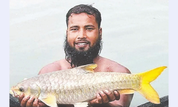 New Mahashol Fish Species Discovered in Sangu River New Mahashol Fish Species Discovered in Sangu River
