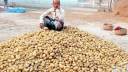 Potato Price Collapse Leaves Dinajpur Farmers in Loss