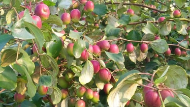 Satkhira Emerges as Hub of Jujube Cultivation in Bangladesh