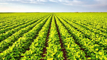 Climate-Smart Soy Project Boosts Coastal Farmers’ Income