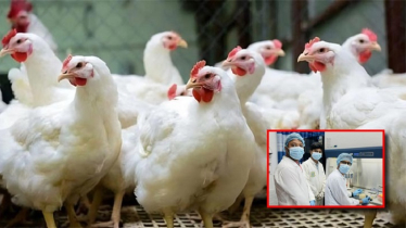 New, Deadly Chicken Anemia Virus Strain Detected in Bangladesh
