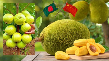 China Eyes Import of Bangladesh’s Jackfruit, Guava China Eyes Import of Bangladesh’s Jackfruit, Guava