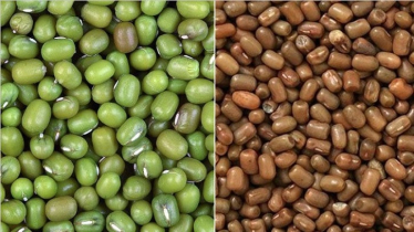 Colored Moth Dal Sold as Moong Dal, BFSA Warns