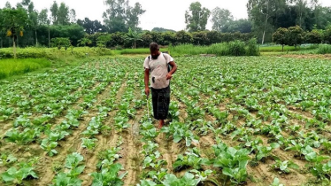 Early Winter Vegetables Hit Markets at High Prices