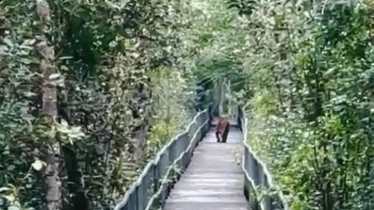 Tourists Spot Royal Bengal Tiger in Sundarbans Again