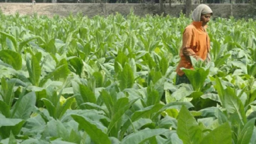 Tobacco Farming Threatens Food Security, Say Experts