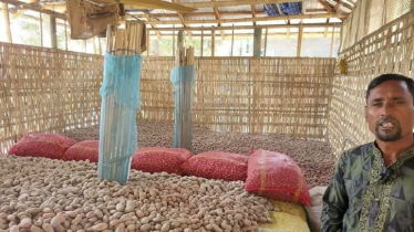 Munshiganj Potato Farmers Face Massive Financial Losses Munshiganj Potato Farmers Face Massive Financial Losses