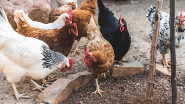 Indigenous Chicken Farming Proves Profitable in Villages