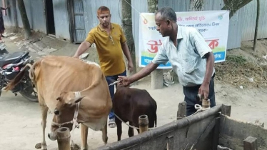 Anthrax Outbreak Kills 200 Cattle in Rangpur