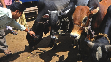 Ten Cattle Die of Anthrax in Gaibandha’s Sundarganj