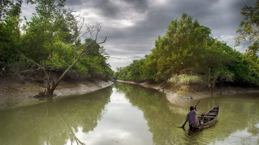 Allegations of Illegal Timber Sales in Barguna Forest