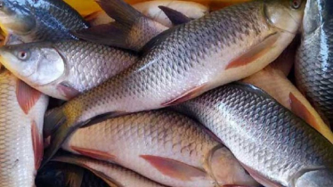 Proper Pond Selection Key to Healthy Fish Farming
