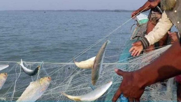 Meghna’s Hilsa Breeding Grounds Fall to Political Control