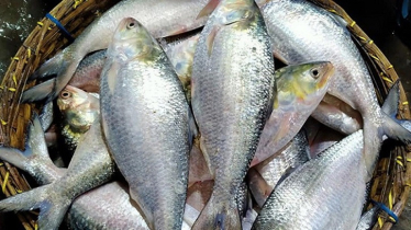 Chandpur Registers Online Fish Traders to Curb Fraud
