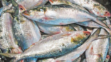 Hilsa Sold Openly Despite National Fishing Ban
