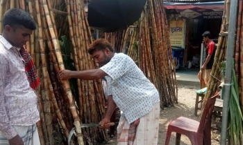 Farmers reap big profits from Rang Bilash sugarcane