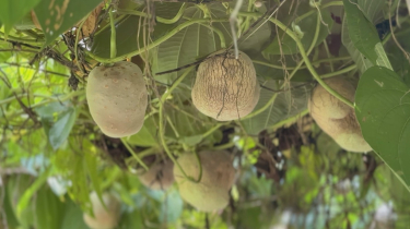 Tree Potato Farming Brings New Hope to Pakundia Farmers