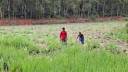 Wild Elephant Invasion Alarms Farmers in Nalitabari