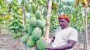 Farmer in Dinajpur Finds Fortune Growing Papaya