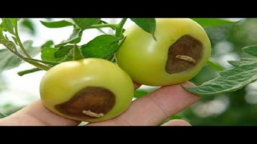 Tomato Growers Warned of Blossom End Rot Threat