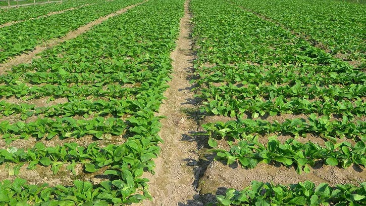 Early Winter Veggies Bring Hope for Profitable Harvest in Bogura Early Winter Veggies Bring Hope for Profitable Harvest in Bogura
