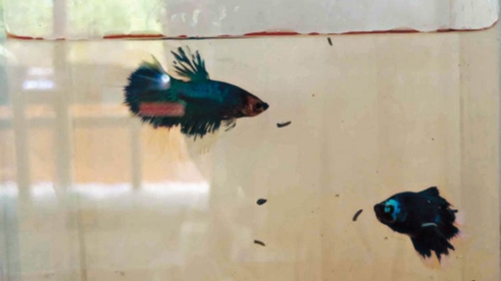Young Graduate Turns Hobby Into Lucrative Fish Venture Young Graduate Turns Hobby Into Lucrative Fish Venture