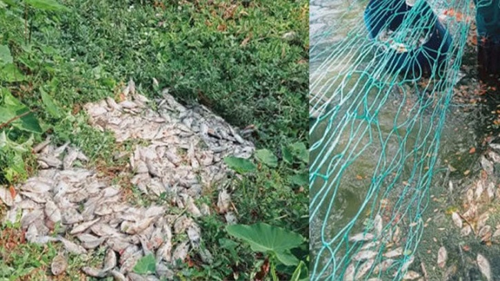 Farmer Loses Fish Worth Tk 30 Lakh in Suspected Poisoning Farmer Loses Fish Worth Tk 30 Lakh in Suspected Poisoning