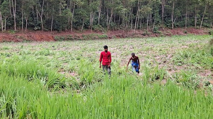 Wild Elephant Invasion Alarms Farmers in Nalitabari Wild Elephant Invasion Alarms Farmers in Nalitabari