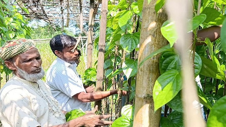 পানের রসে রঙিন গ্রাম, গ্রামের ৮০ভাগ মানুষ পান চাষি পানের রসে রঙিন গ্রাম, গ্রামের ৮০ভাগ মানুষ পান চাষি