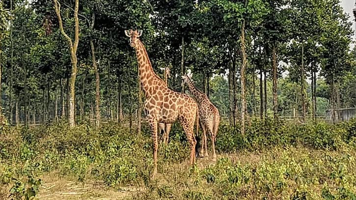 মারা গেল গাজীপুর সাফারি পার্কের শেষ জিরাফটি