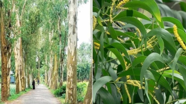 ক্ষতিকর আকাশমনি গাছে বিষিয়ে উঠছে মাটি ও ফসল