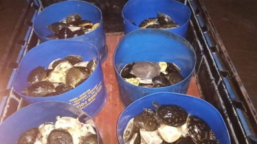পাচারের জন্য রাখা ৪২৫ কচ্ছপ উদ্ধার করল বন বিভাগ