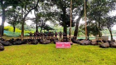 সীমান্তে কোটি টাকার চোরাই মহিষ আটক
